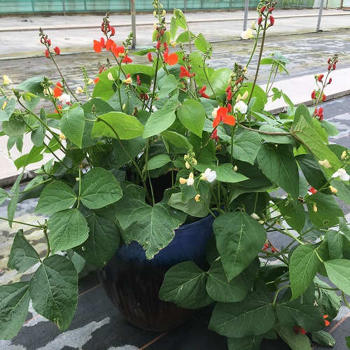 Runner Bean Jackpot Mixed